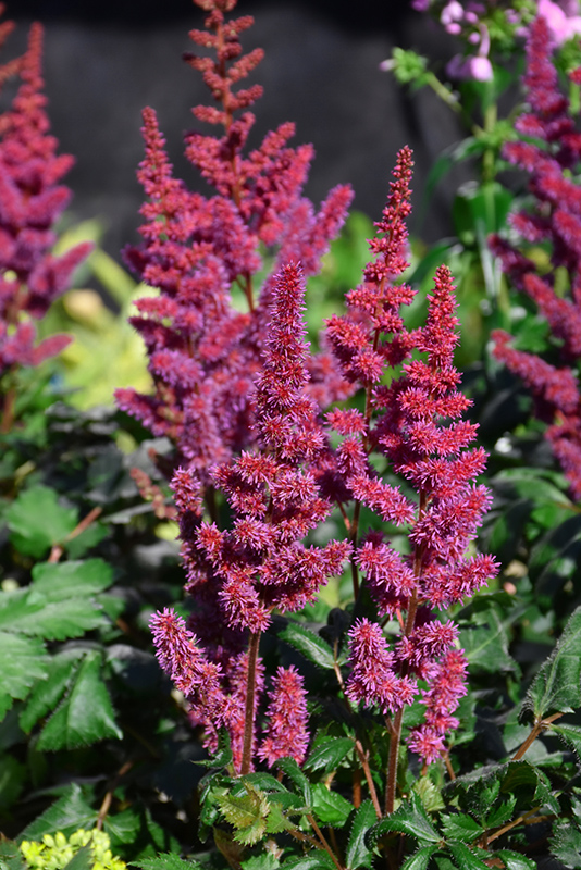 Visions in Red Chinese Astilbe (Astilbe chinensis 'Visions in Red') at Caan Floral & Greenhouse