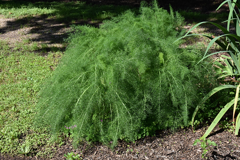 Fennel (Foeniculum vulgare) at Caan Floral & Greenhouse