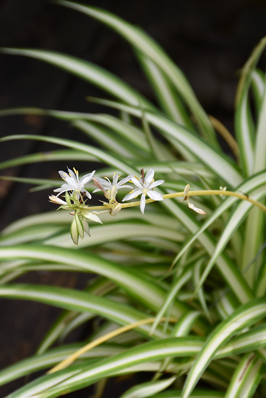 Spider Plant (Chlorophytum comosum) at Caan Floral & Greenhouse