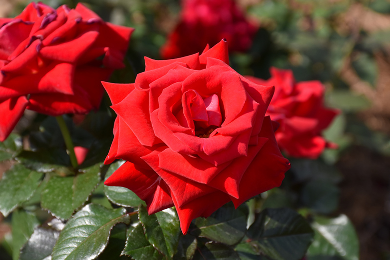 Drop Dead Red Rose (Rosa 'Drop Dead Red') at Caan Floral & Greenhouse