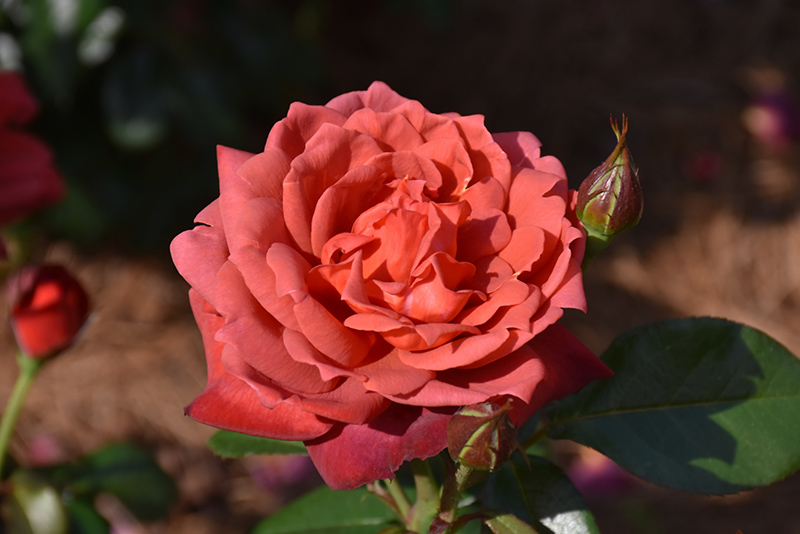 Hot Cocoa Rose (Rosa 'Hot Cocoa') at Caan Floral & Greenhouse