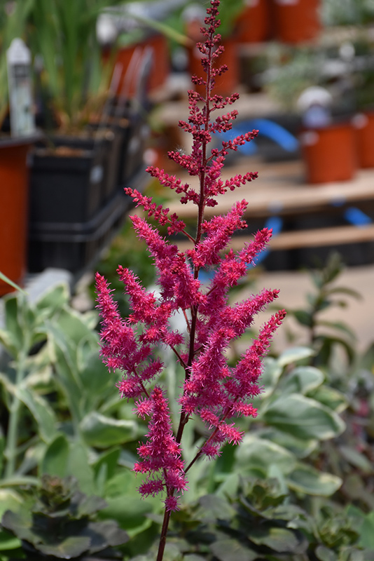 Mighty Chocolate Cherry Chinese Astilbe (Astilbe chinensis 'Mighty Chocolate Cherry') at Caan Floral & Greenhouse