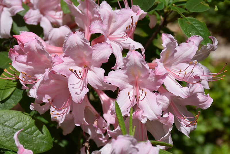Candy Lights Azalea (Rhododendron 'Candy Lights') at Caan Floral & Greenhouse