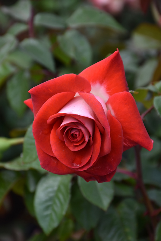Smokin' Hot Rose (Rosa 'WEKmopaga') at Caan Floral & Greenhouse