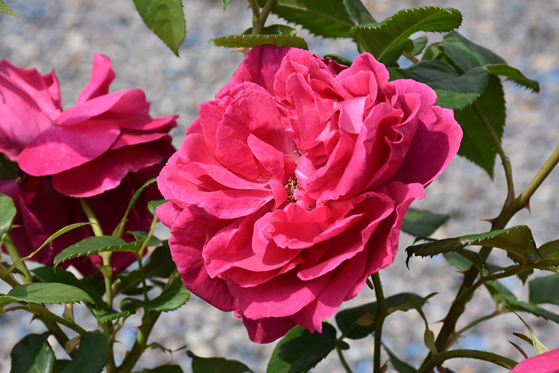Grande Dame Rose (Rosa 'WEKmerewby') at Caan Floral & Greenhouse