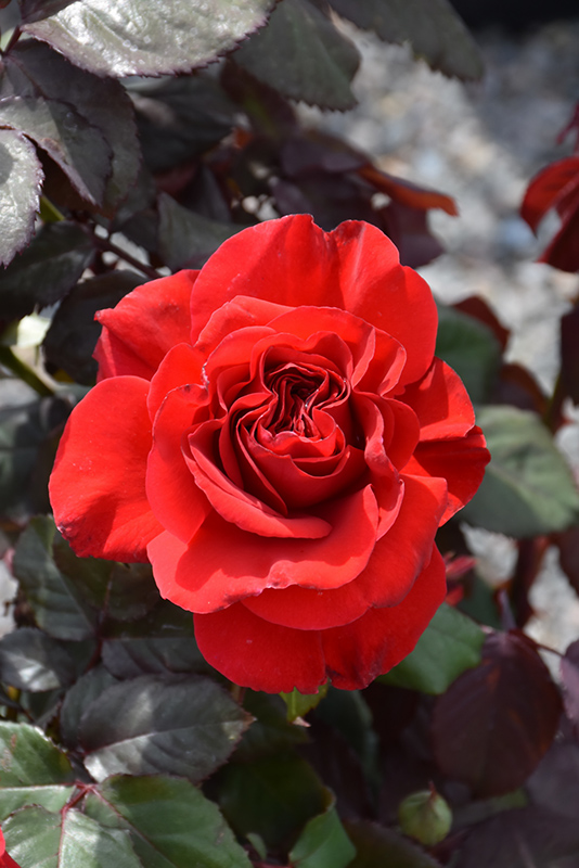 Legends Rose (Rosa 'Legends') at Caan Floral & Greenhouse