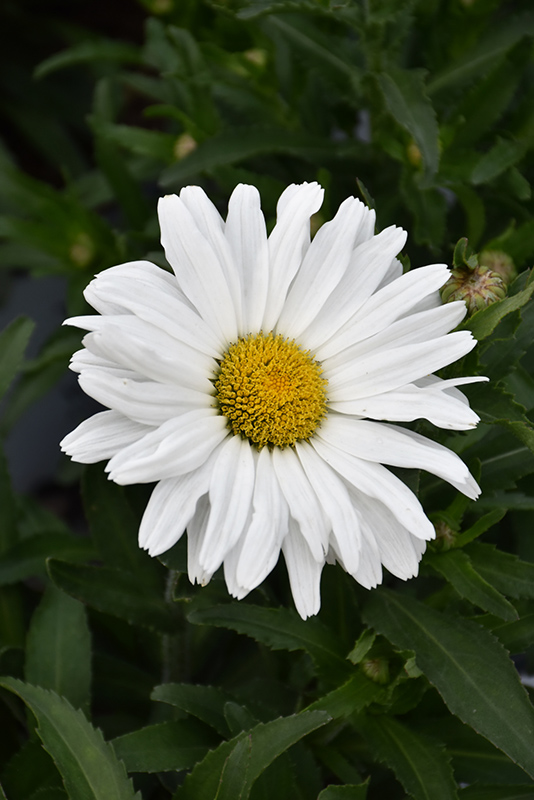 Daisy May Shasta Daisy (Leucanthemum x superbum 'Daisy Duke') at Caan Floral & Greenhouse