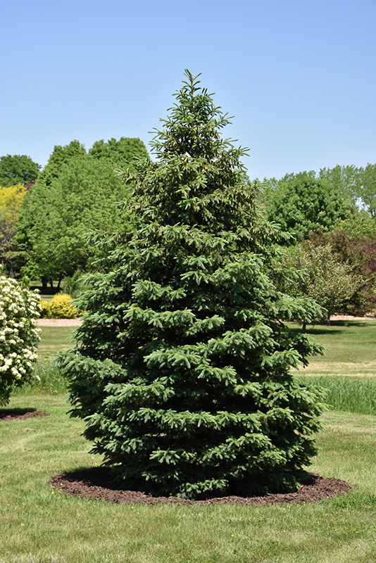 Black Hills Spruce (Picea glauca 'Densata') at Caan Floral & Greenhouse