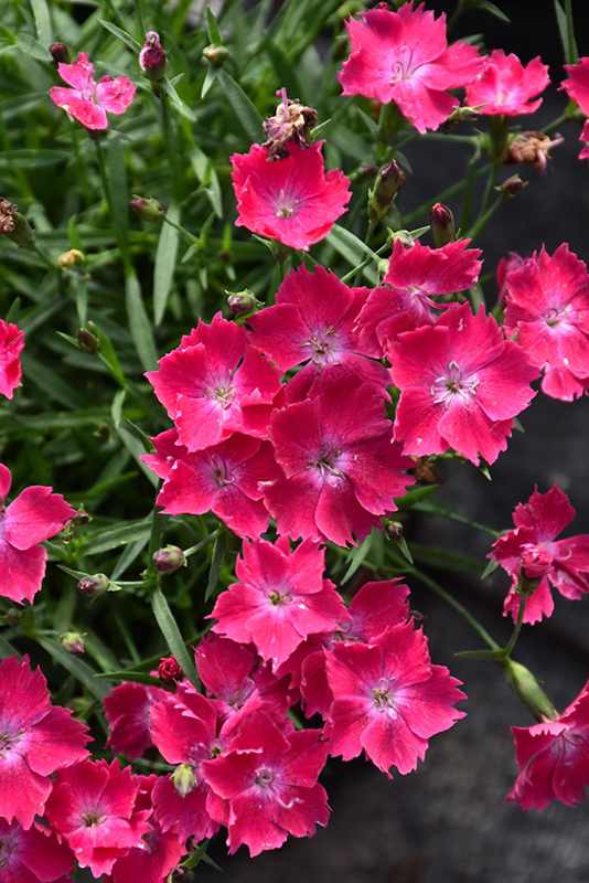 Kahori Scarlet Pinks (Dianthus 'Kahori Scarlet') at Caan Floral & Greenhouse