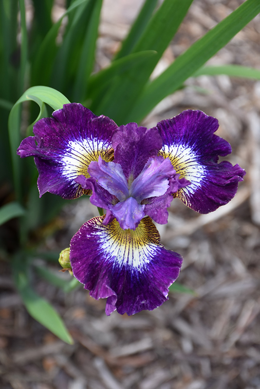 Contrast In Styles Siberian Iris (Iris sibirica 'Contrast In Styles') at Caan Floral & Greenhouse