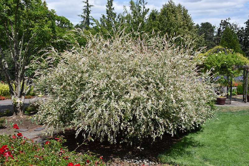 Tricolor Willow (Salix integra 'Hakuro Nishiki') at Caan Floral & Greenhouse