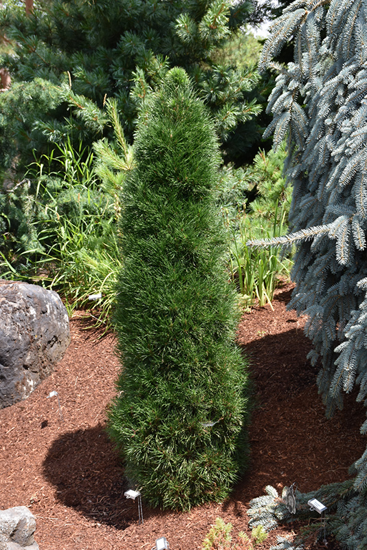 Green Penguin Scotch Pine (Pinus sylvestris 'Green Penguin') at Caan Floral & Greenhouse