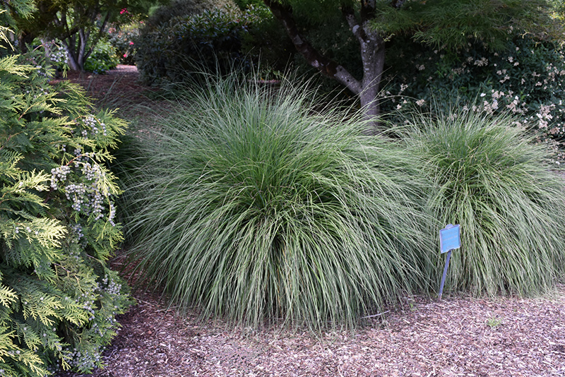 Hameln Dwarf Fountain Grass (Pennisetum alopecuroides 'Hameln') at Caan Floral & Greenhouse