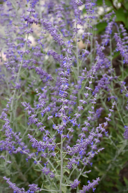 Little Spire Russian Sage (Perovskia 'Little Spire') at Caan Floral & Greenhouse