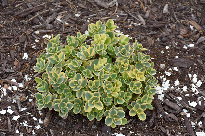 Lime Twister Stonecrop (Sedum 'Lime Twister') at Caan Floral & Greenhouse