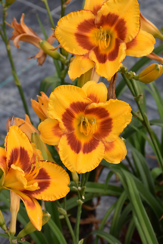 Fooled Me Daylily (Hemerocallis 'Fooled Me') at Caan Floral & Greenhouse