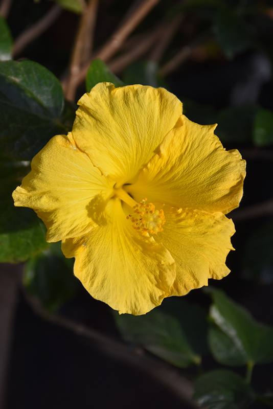 Yellow Hibiscus (Hibiscus rosa-sinensis 'Yellow') at Caan Floral & Greenhouse