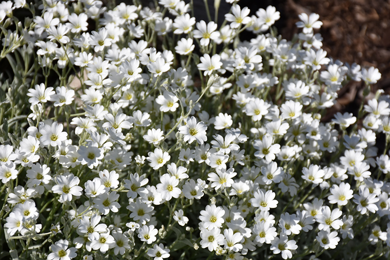 Yo Yo Snow-In-Summer (Cerastium tomentosum 'Yo Yo') at Caan Floral & Greenhouse