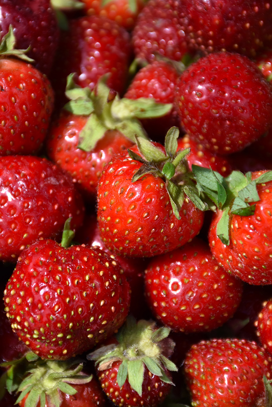 Quinault Strawberry (Fragaria 'Quinault') at Caan Floral & Greenhouse