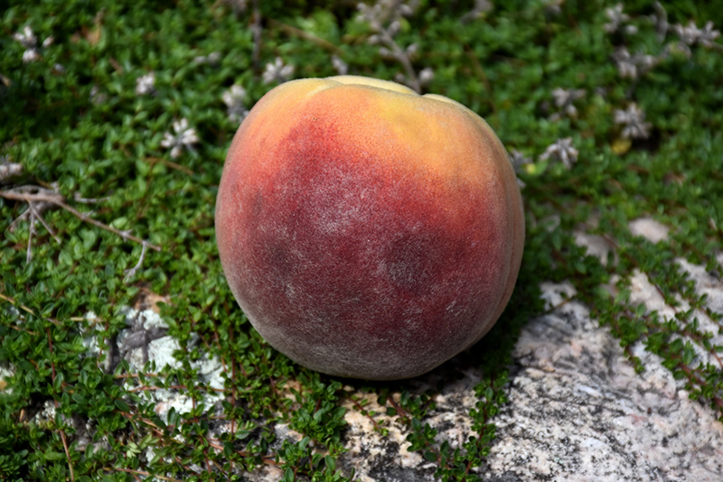Contender Peach (Prunus persica 'Contender') at Caan Floral & Greenhouse