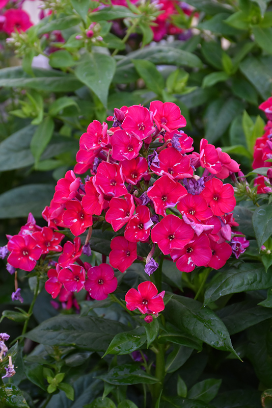 Red Flame Garden Phlox (Phlox paniculata 'Red Flame') at Caan Floral & Greenhouse