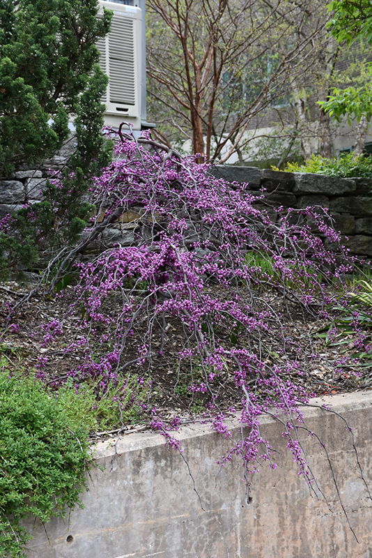 Ruby Falls Redbud (Cercis canadensis 'Ruby Falls') at Caan Floral & Greenhouse