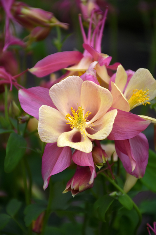 Swan Pink and Yellow Columbine (Aquilegia 'Swan Pink and Yellow') at Caan Floral & Greenhouse