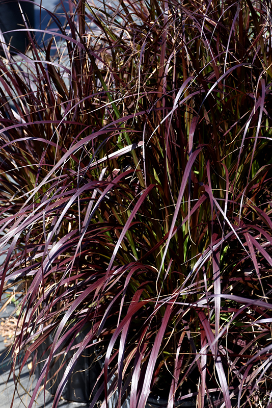 Purple Fountain Grass (Pennisetum setaceum 'Rubrum') at Caan Floral & Greenhouse