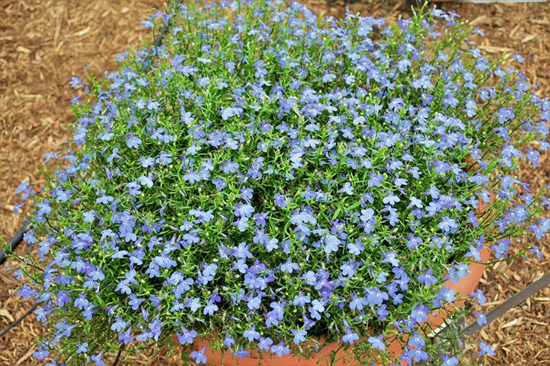 Techno Blue Lobelia (Lobelia erinus 'Techno Blue') at Caan Floral & Greenhouse