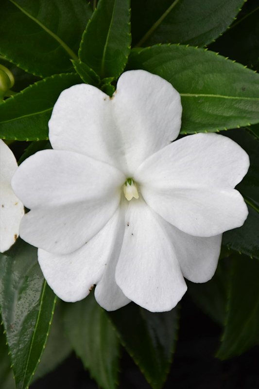 Sonic White New Guinea Impatiens (Impatiens 'Sonic White') at Caan Floral & Greenhouse
