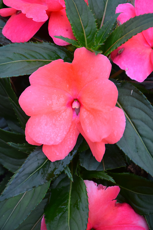 Sonic Salmon New Guinea Impatiens (Impatiens 'Sonic Salmon') at Caan Floral & Greenhouse