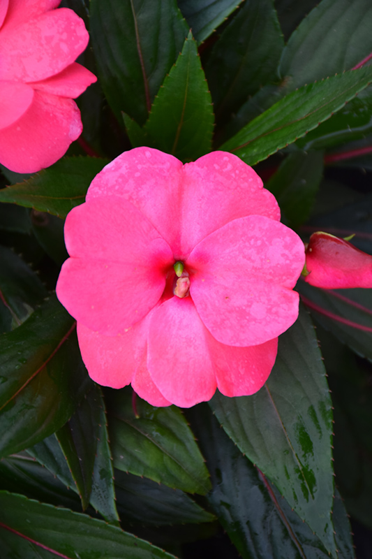 Sonic Pink New Guinea Impatiens (Impatiens 'Sonic Pink') at Caan Floral & Greenhouse