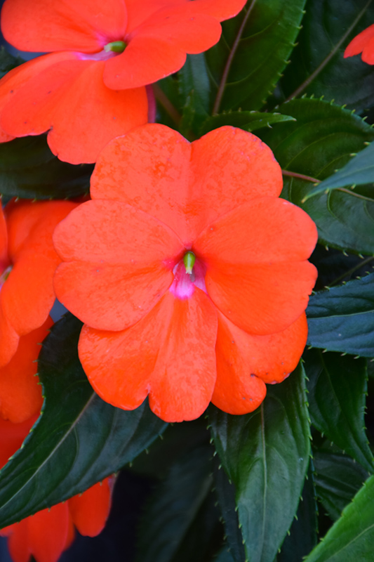 Sonic Orange New Guinea Impatiens (Impatiens 'Sonic Orange') at Caan Floral & Greenhouse