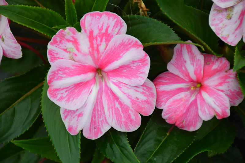 Sonic Magic Pink New Guinea Impatiens (Impatiens 'Sonic Magic Pink') at Caan Floral & Greenhouse