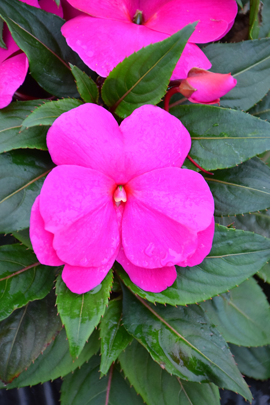 Sonic Lilac New Guinea Impatiens (Impatiens 'Sonic Lilac') at Caan Floral & Greenhouse