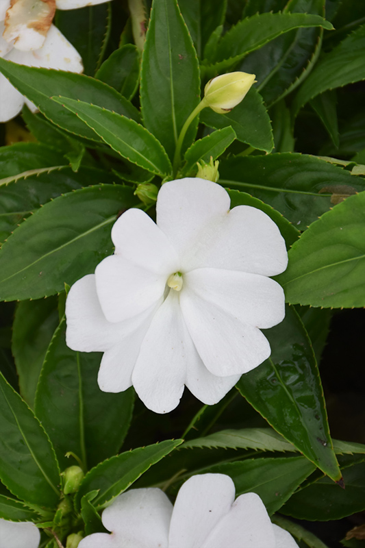 Divine White New Guinea Impatiens (Impatiens hawkeri 'Divine White') at Caan Floral & Greenhouse