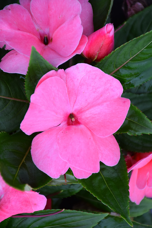Divine Pink New Guinea Impatiens (Impatiens hawkeri 'Divine Pink') at Caan Floral & Greenhouse