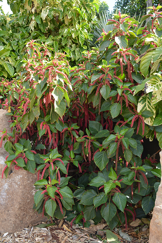 Firetail Chenille Plant (Acalypha hispida) at Caan Floral & Greenhouse