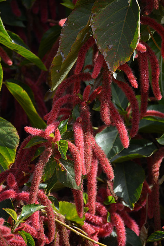 Firetail Chenille Plant (Acalypha hispida) at Caan Floral & Greenhouse