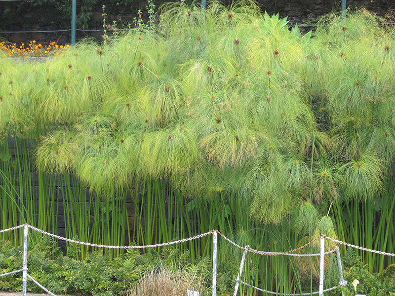 Papyrus (Cyperus papyrus) at Caan Floral & Greenhouse
