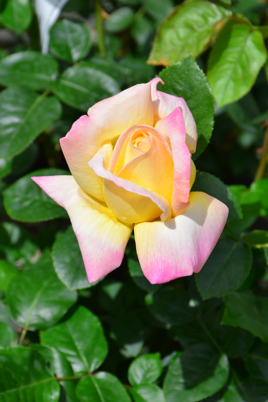 Peace Rose (Rosa 'Peace') at Caan Floral & Greenhouse