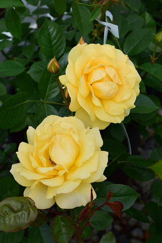 Julia Child Rose (Rosa 'Julia Child') at Caan Floral & Greenhouse