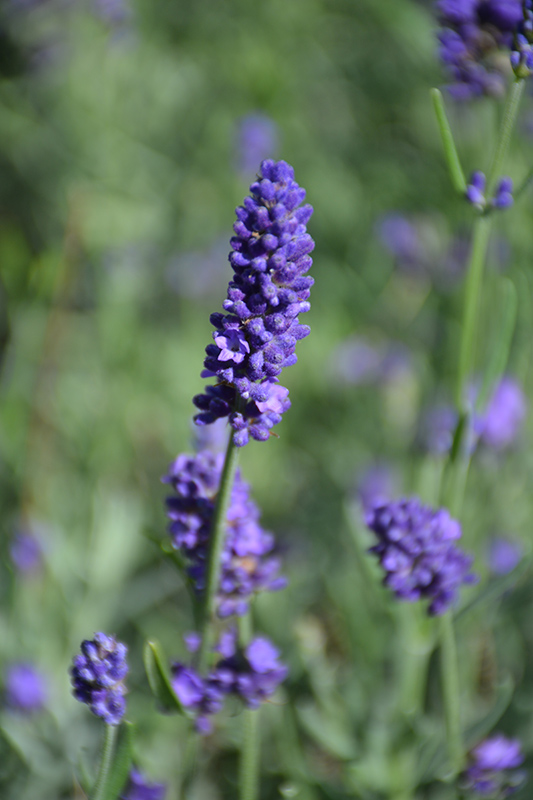 Sweet Romance Lavender (Lavandula angustifolia 'Kerlavangem') at Caan Floral & Greenhouse