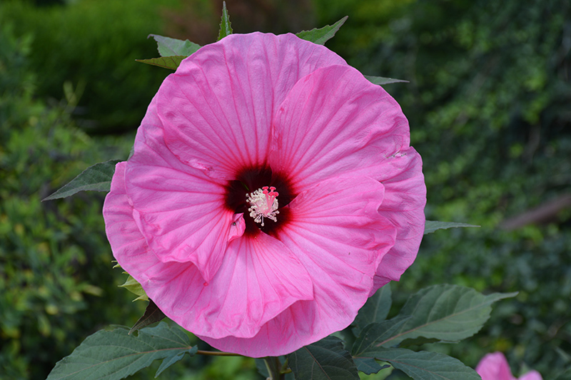 Summerific Candy Crush Hibiscus (Hibiscus 'Candy Crush') at Caan Floral & Greenhouse