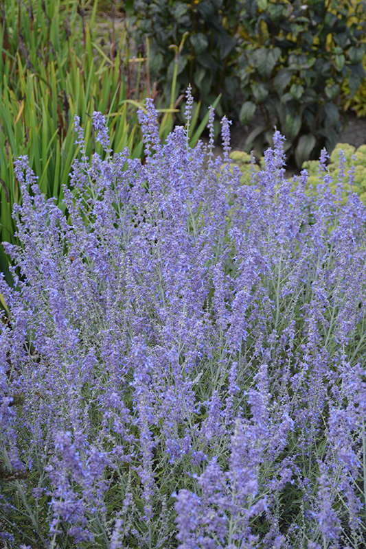 Blue Jean Baby Russian Sage (Perovskia atriplicifolia 'Blue Jean Baby') at Caan Floral & Greenhouse
