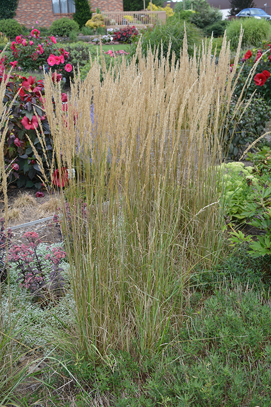 El Dorado Feather Reed Grass (Calamagrostis x acutiflora 'El Dorado') at Caan Floral & Greenhouse