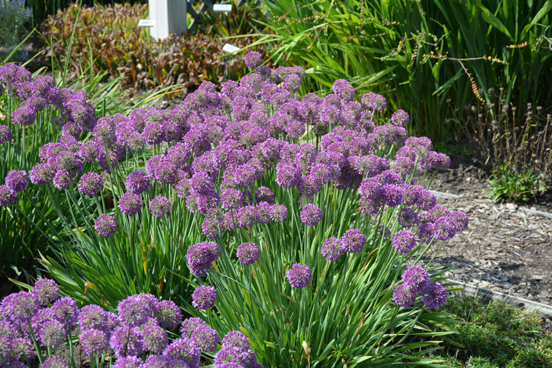 Lavender Bubbles Ornamental Onion (Allium 'Lavender Bubbles') at Caan Floral & Greenhouse