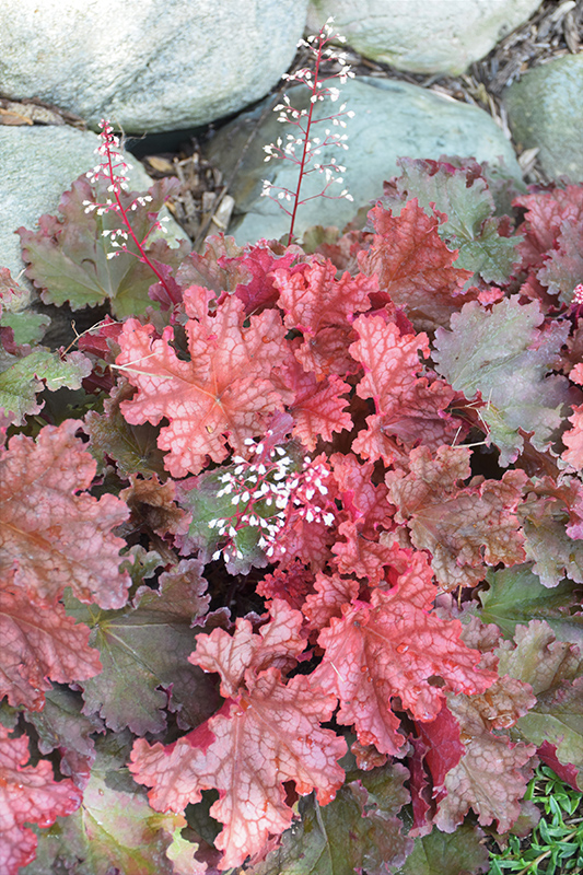 Peachberry Ice Coral Bells (Heuchera 'Peachberry Ice') at Caan Floral & Greenhouse