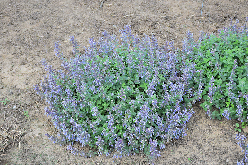 Picture Purrfect Catmint (Nepeta 'Picture Purrfect') at Caan Floral & Greenhouse