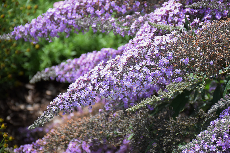 Grand Cascade Butterfly Bush (Buddleia 'Grand Cascade') at Caan Floral & Greenhouse